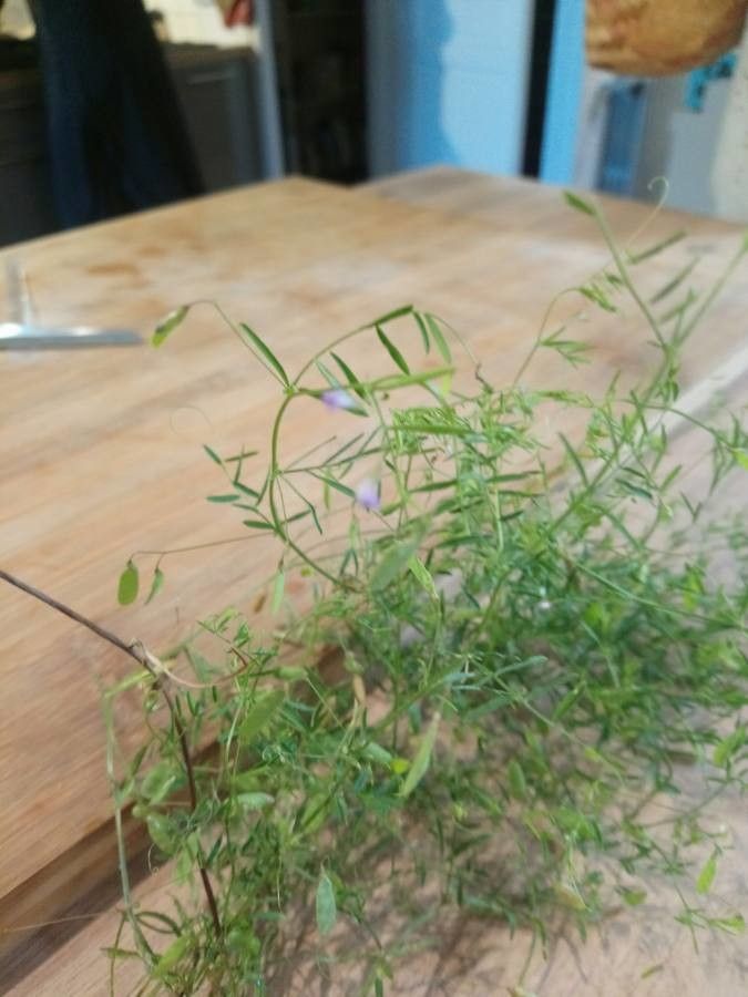 Vicia tetrasperma fruit