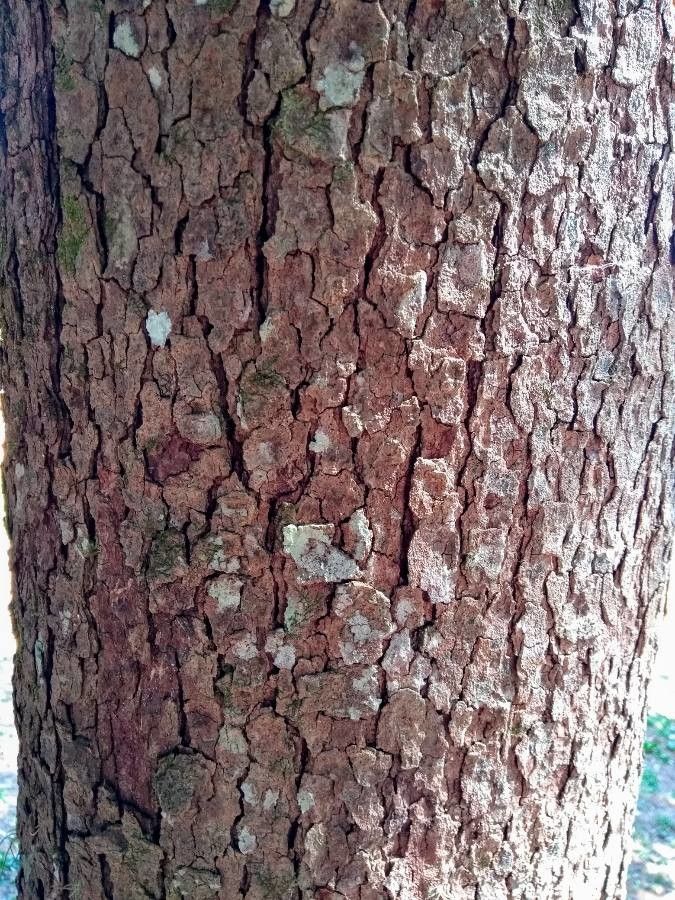 Cassia ferruginea bark