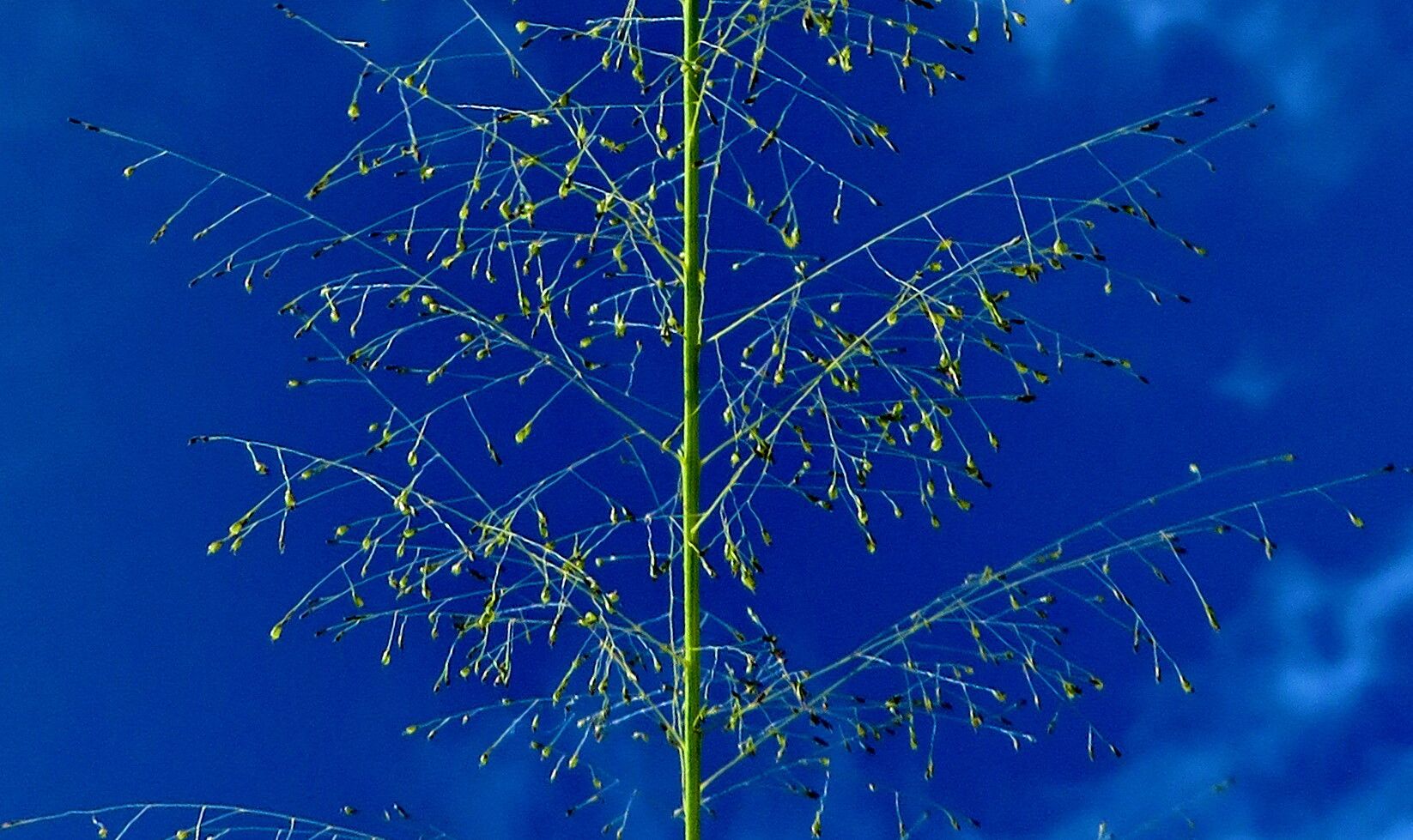 Sporobolus tenuissimus flower