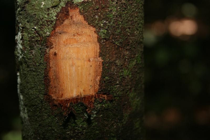 Trichilia schomburgkii other