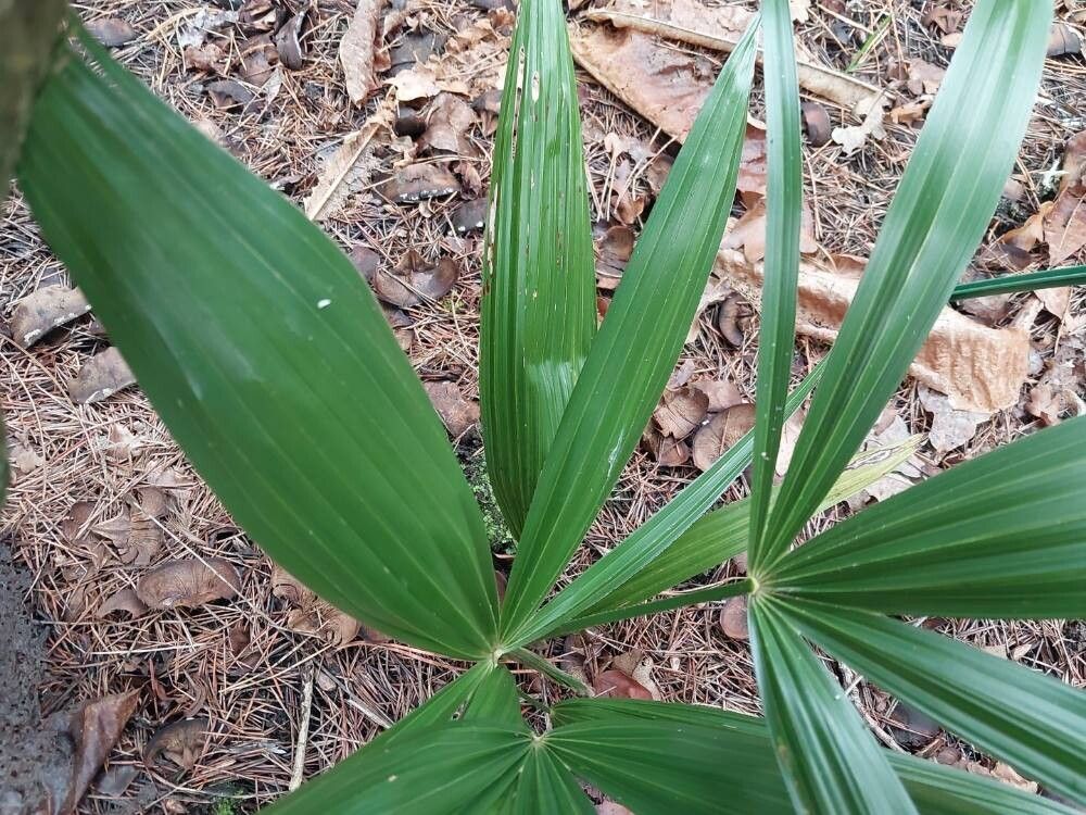 Ellisiophyllum pinnatum — houseplant care guide