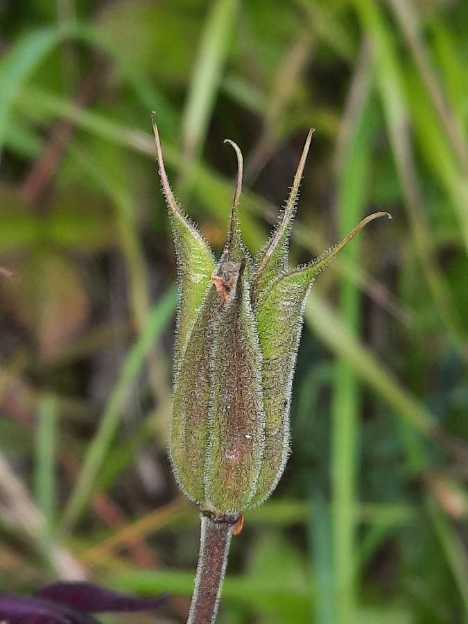 Aquilegia atrata fruit
