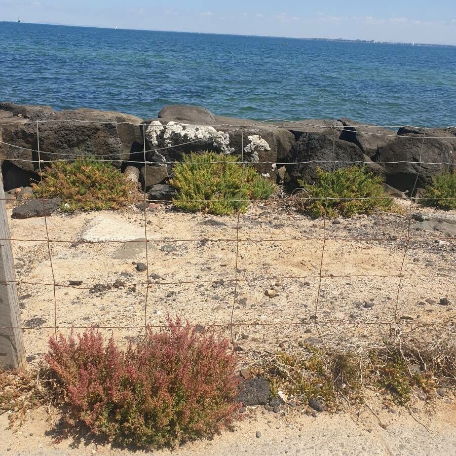 Suaeda australis habit