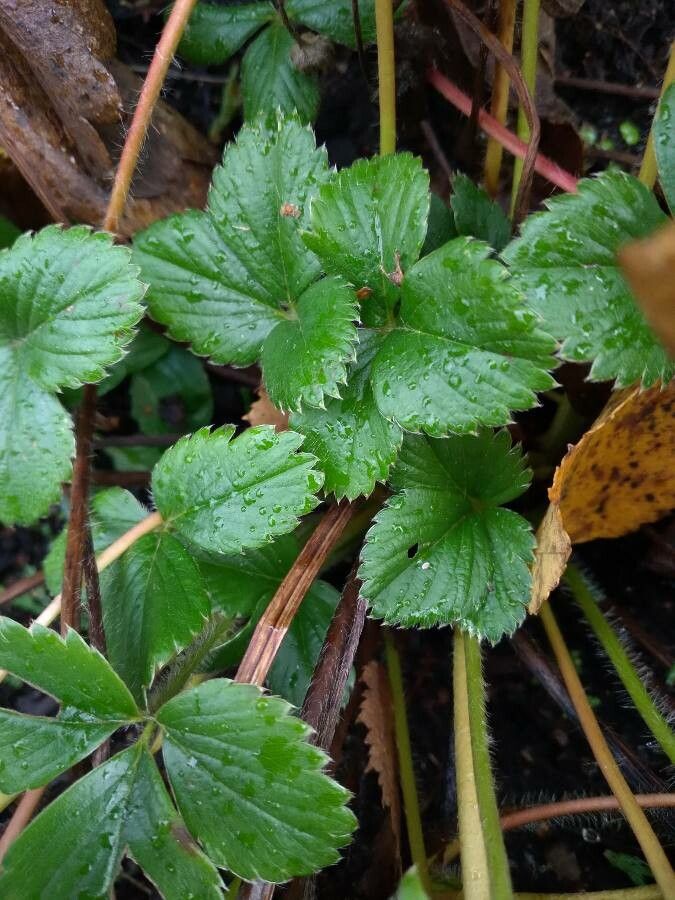 Fragaria x ananassa fruit