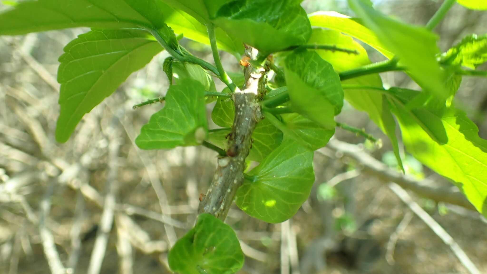 Acalypha mayottensis bark