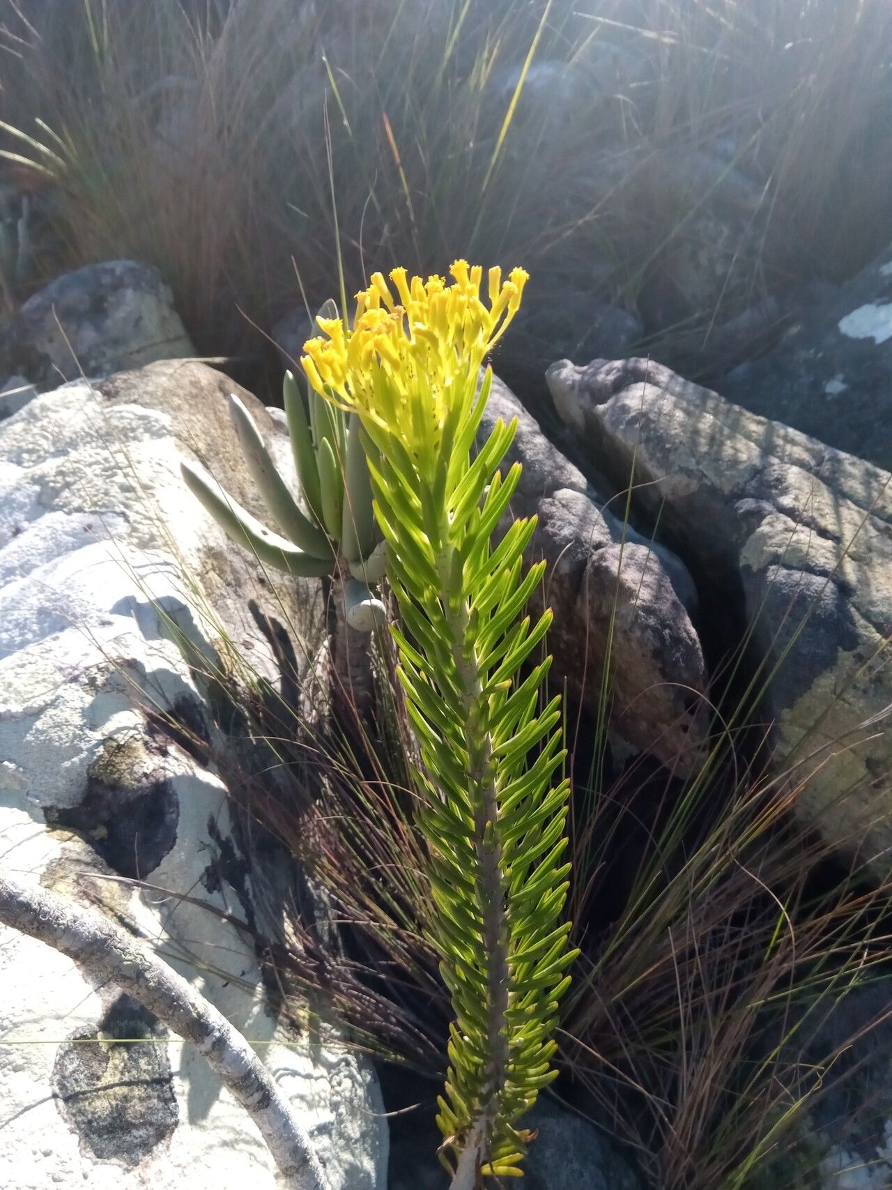 Senecio hildebrandtii — houseplant care guide