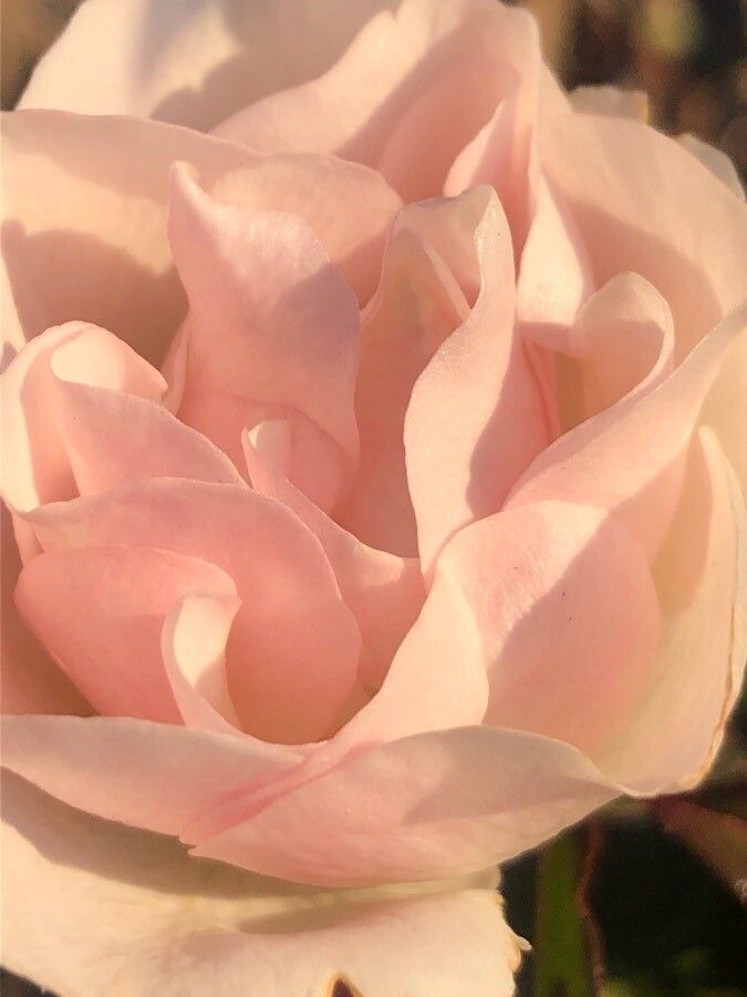 Rosa pouzinii flower