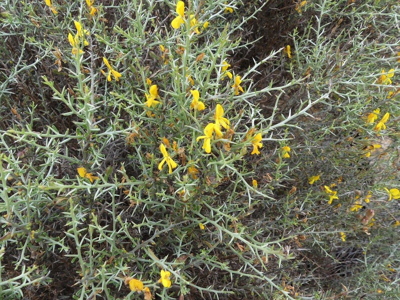 Genista corsica flower