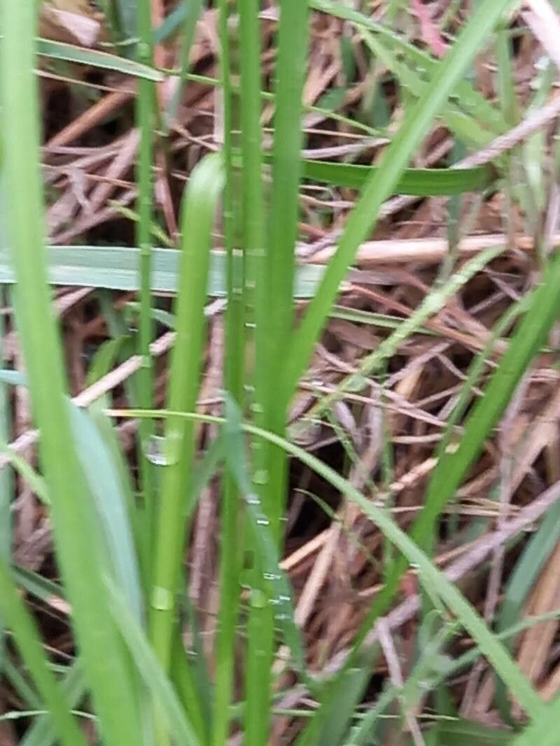Carex spicata — clay tolerant houseplant