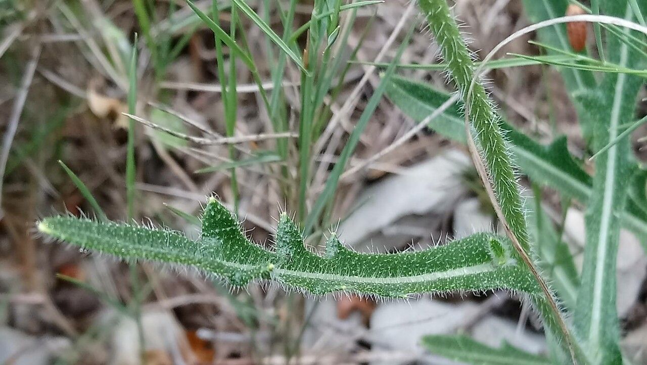 Biscutella mediterranea leaf