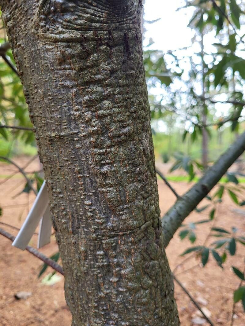 Quercus grahamii bark