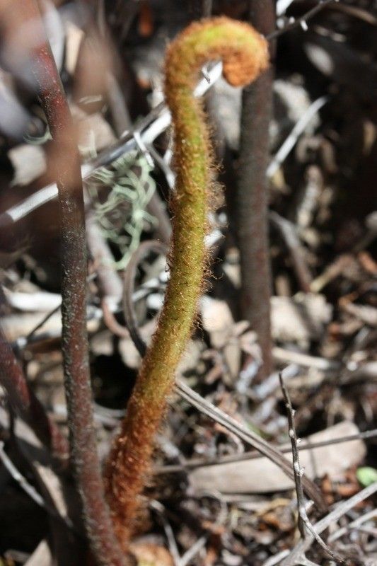 Pellaea quadripinnata — search result for 'Pellaea'