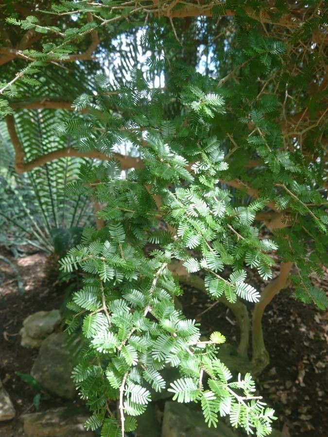 Porlieria microphylla leaf