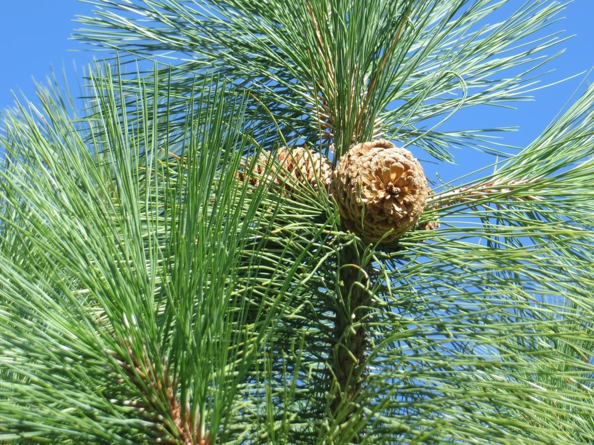 Pinus jeffreyi flower