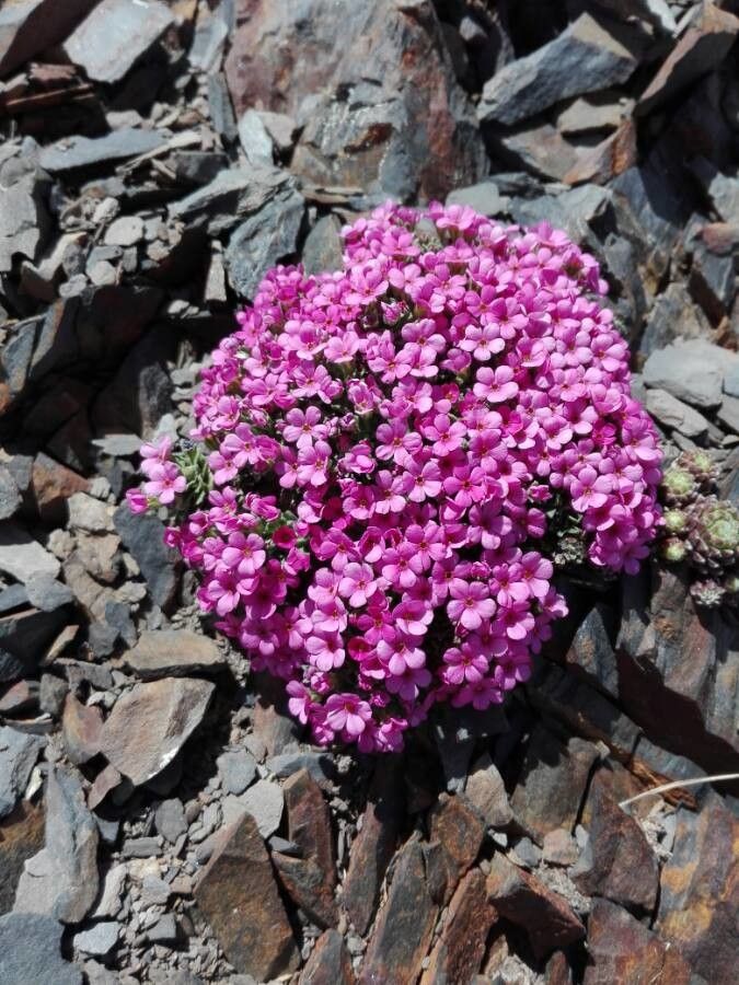 Androsace ciliata flower