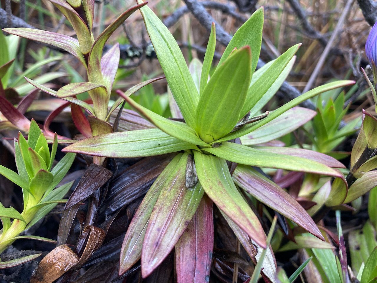 Gentianella dasyantha — search result for 'Gentianella'