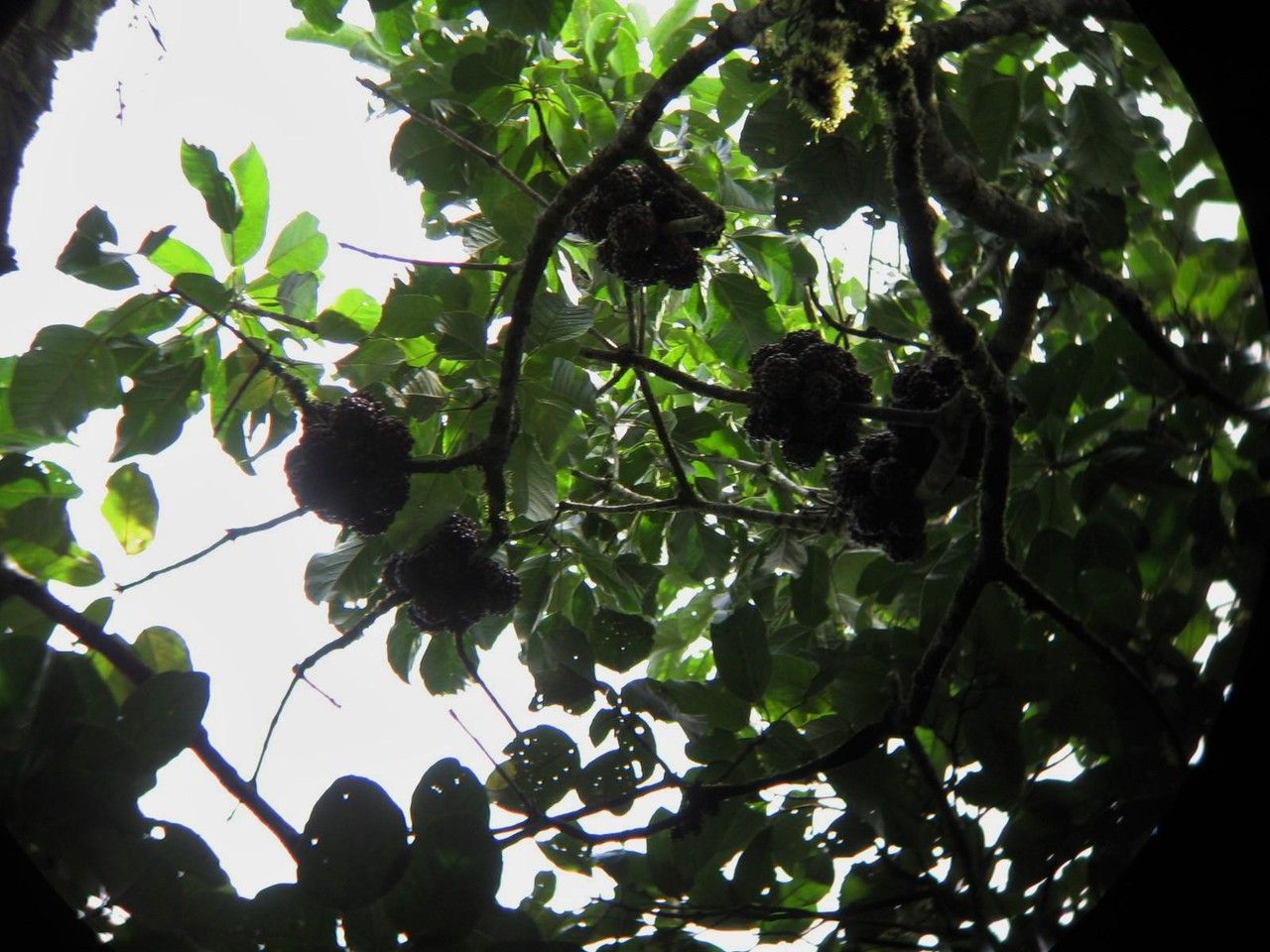 Dendropanax alberti-smithii other