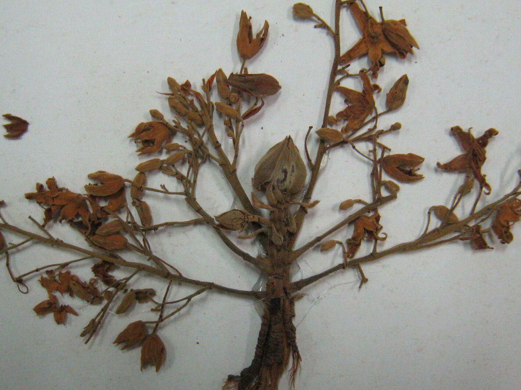 Sterculia kayae other