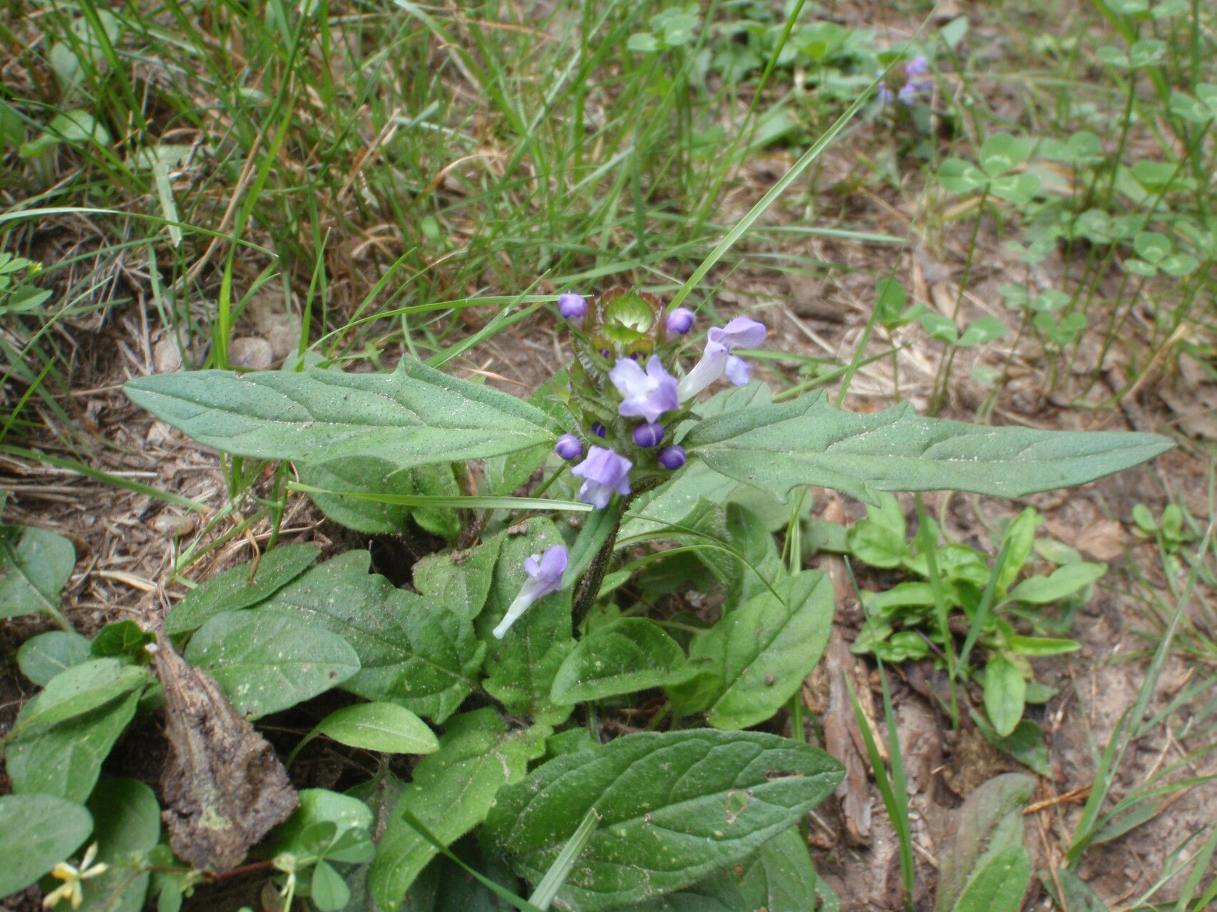 Prunella × intermedia habit