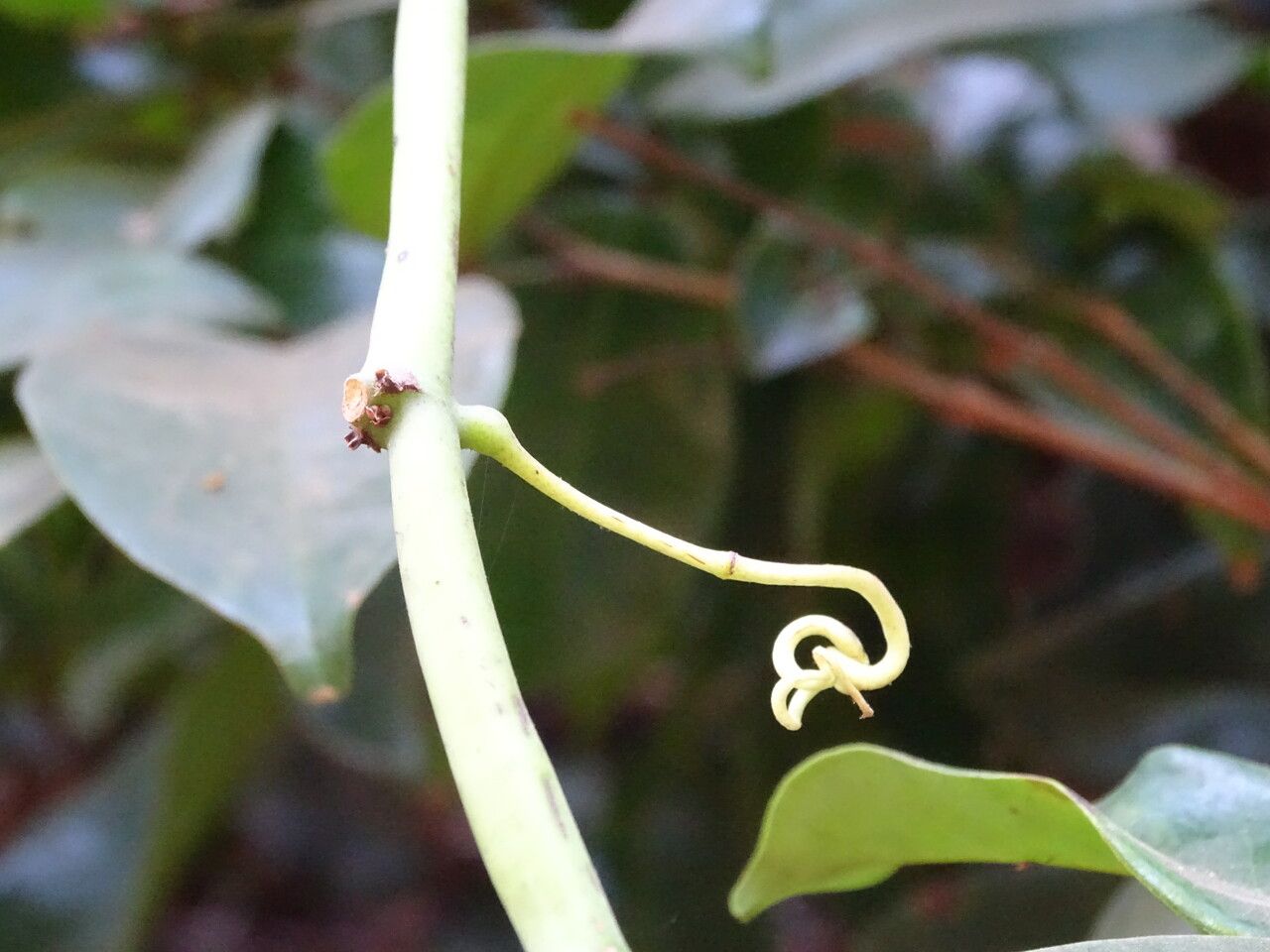 Cissus aralioides bark