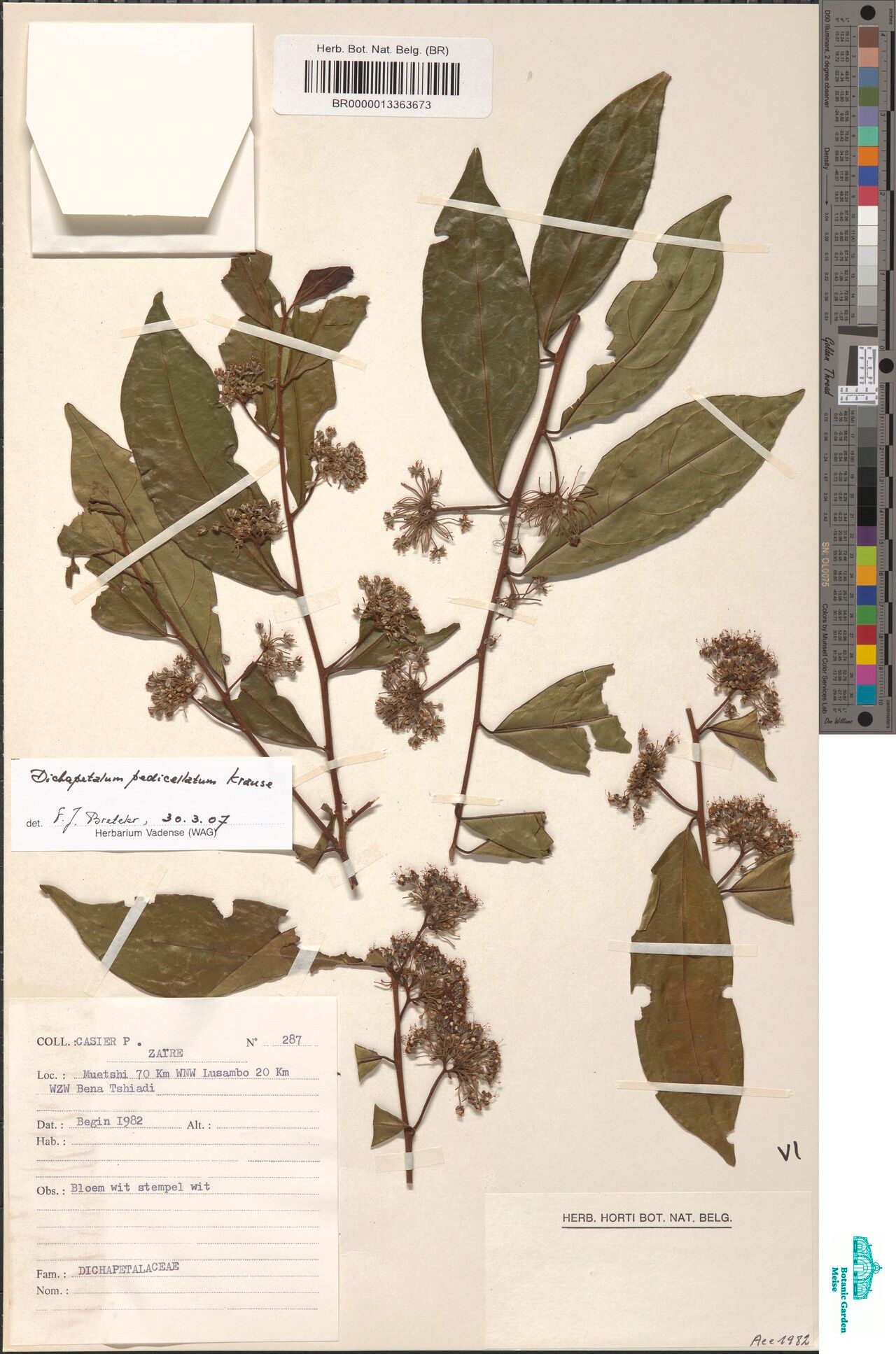 Dichapetalum pedicellatum — houseplant care guide