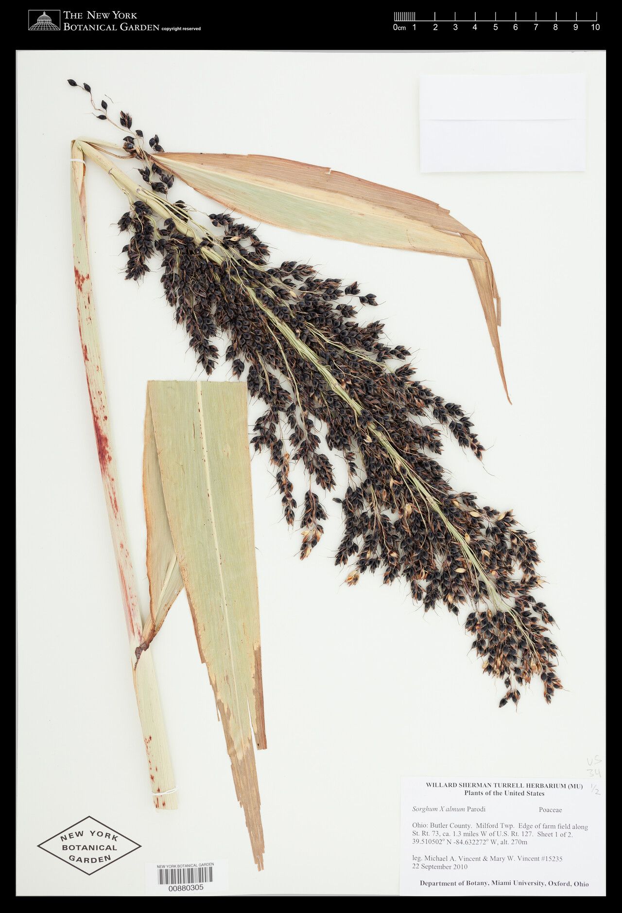 Sorghum × almum fruit