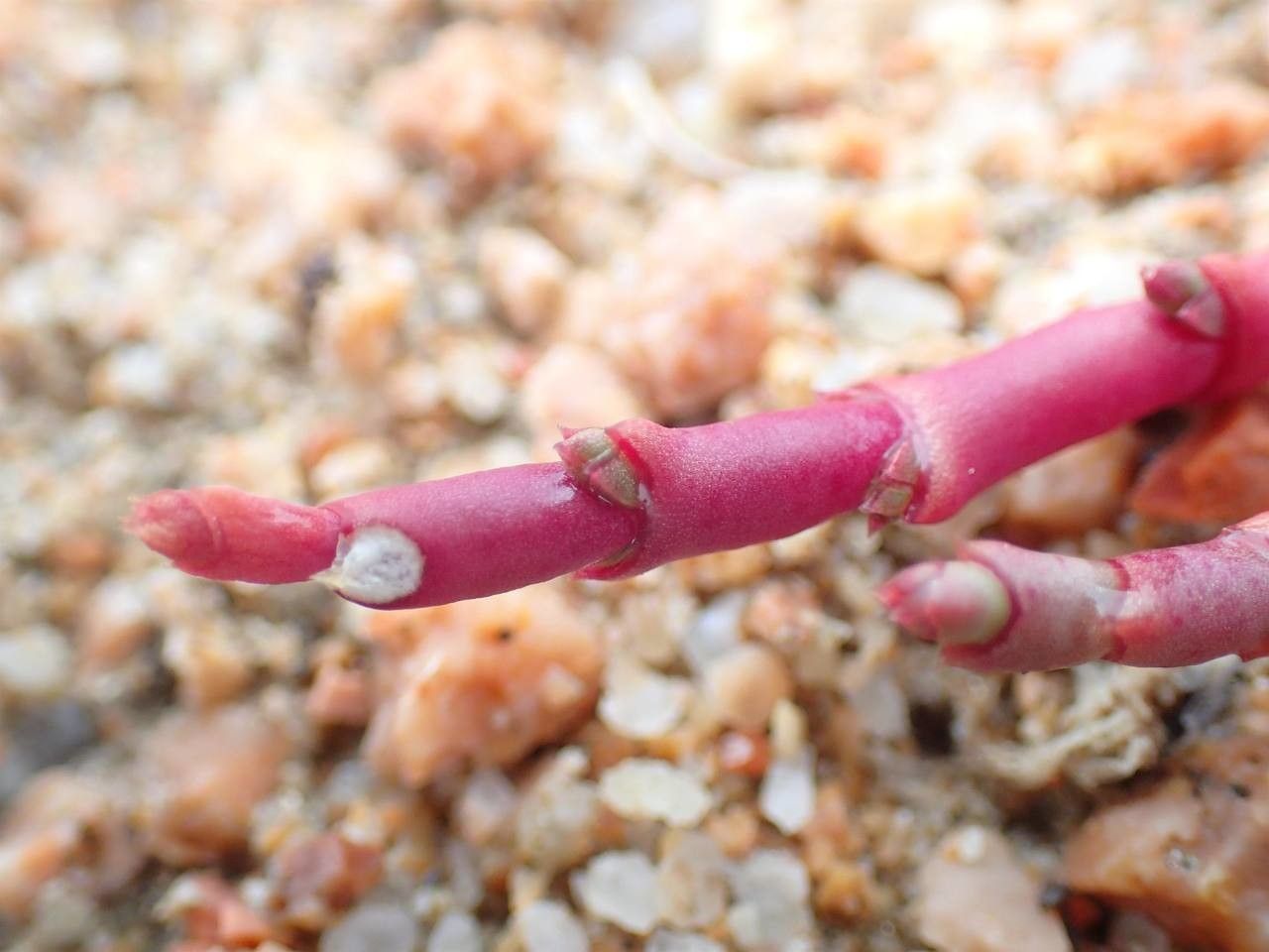 Salicornia procumbens fruit