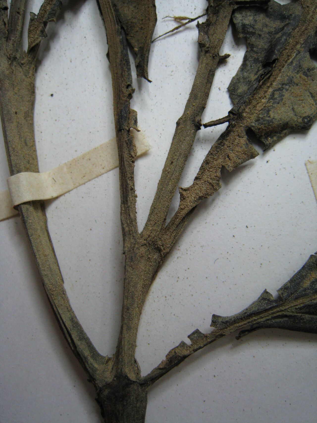 Miconia trinervia other