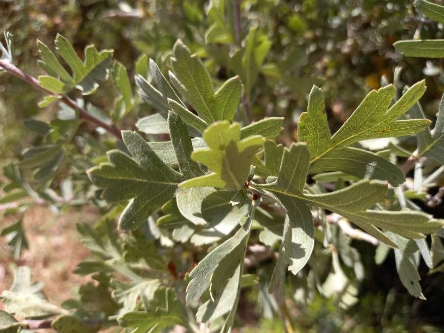 Crataegus aronia — related species from the same genus