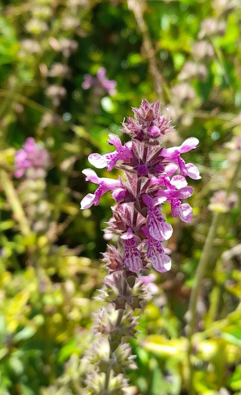 Stachys grandidentata flower