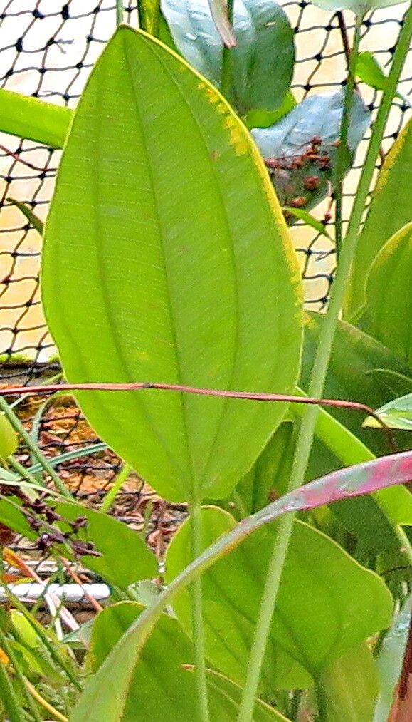 Echinodorus longiscapus — houseplant care guide