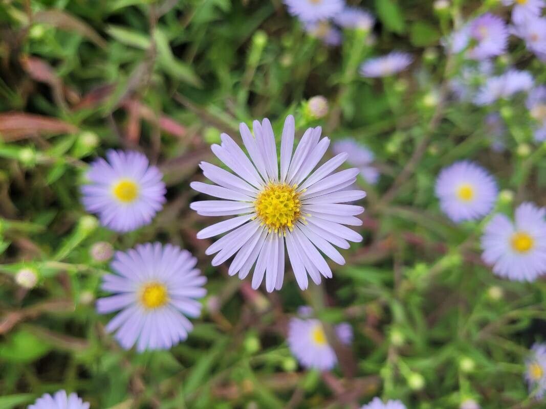 Symphyotrichum subspicatum flower