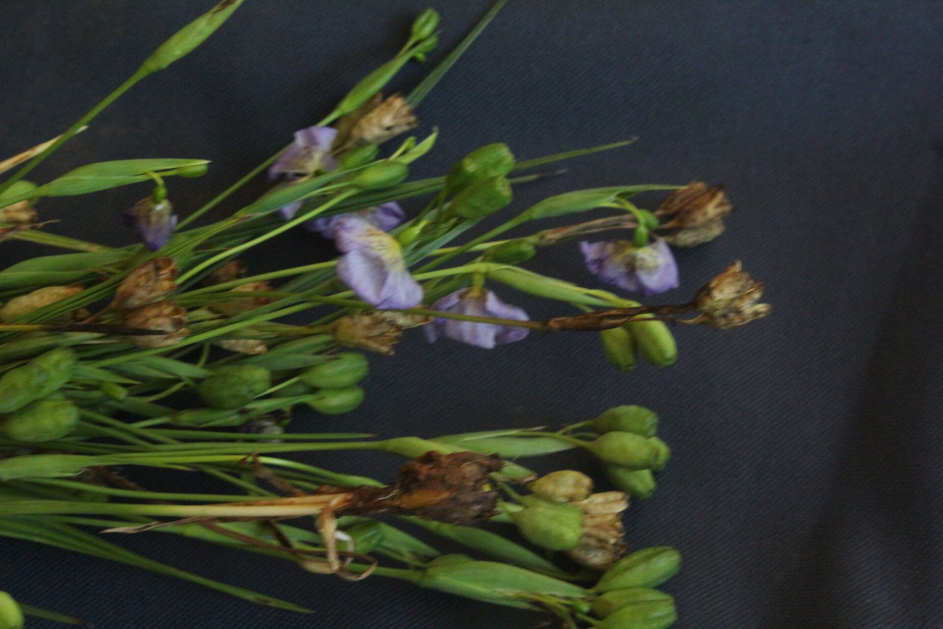 Alophia silvestris other