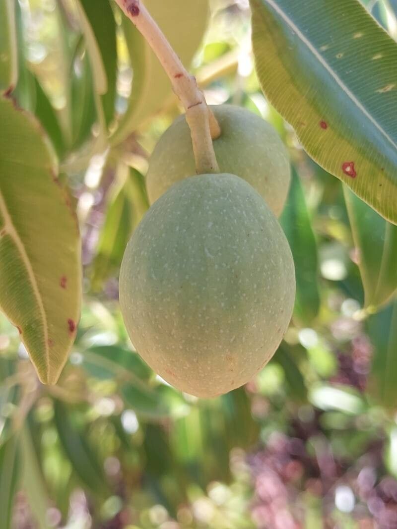 Calophyllum vernicosum fruit