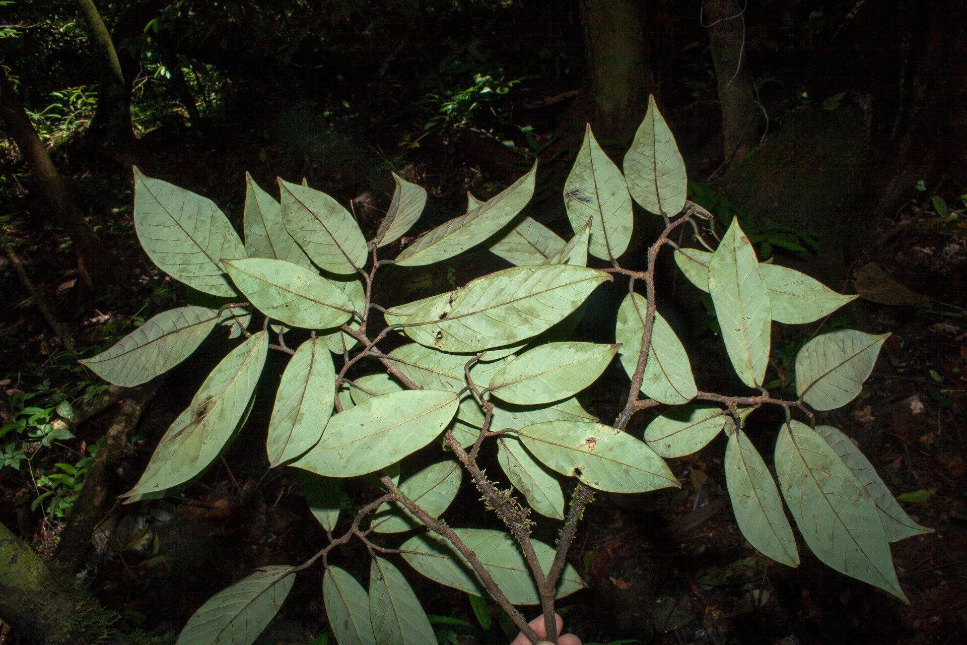 Annona neoelliptica other