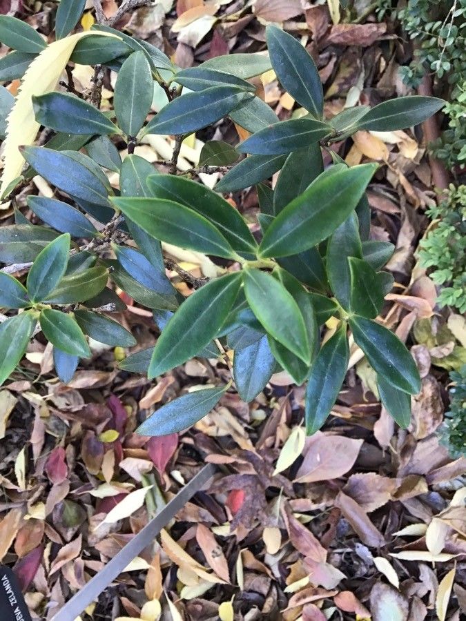 Metrosideros umbellata — search result for 'Metrosideros'