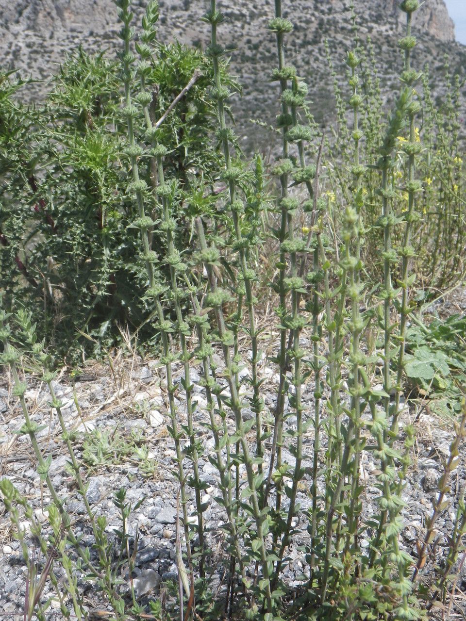 Origanum syriacum habit