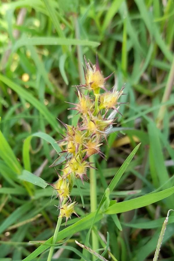 Cenchrus spinifex fruit