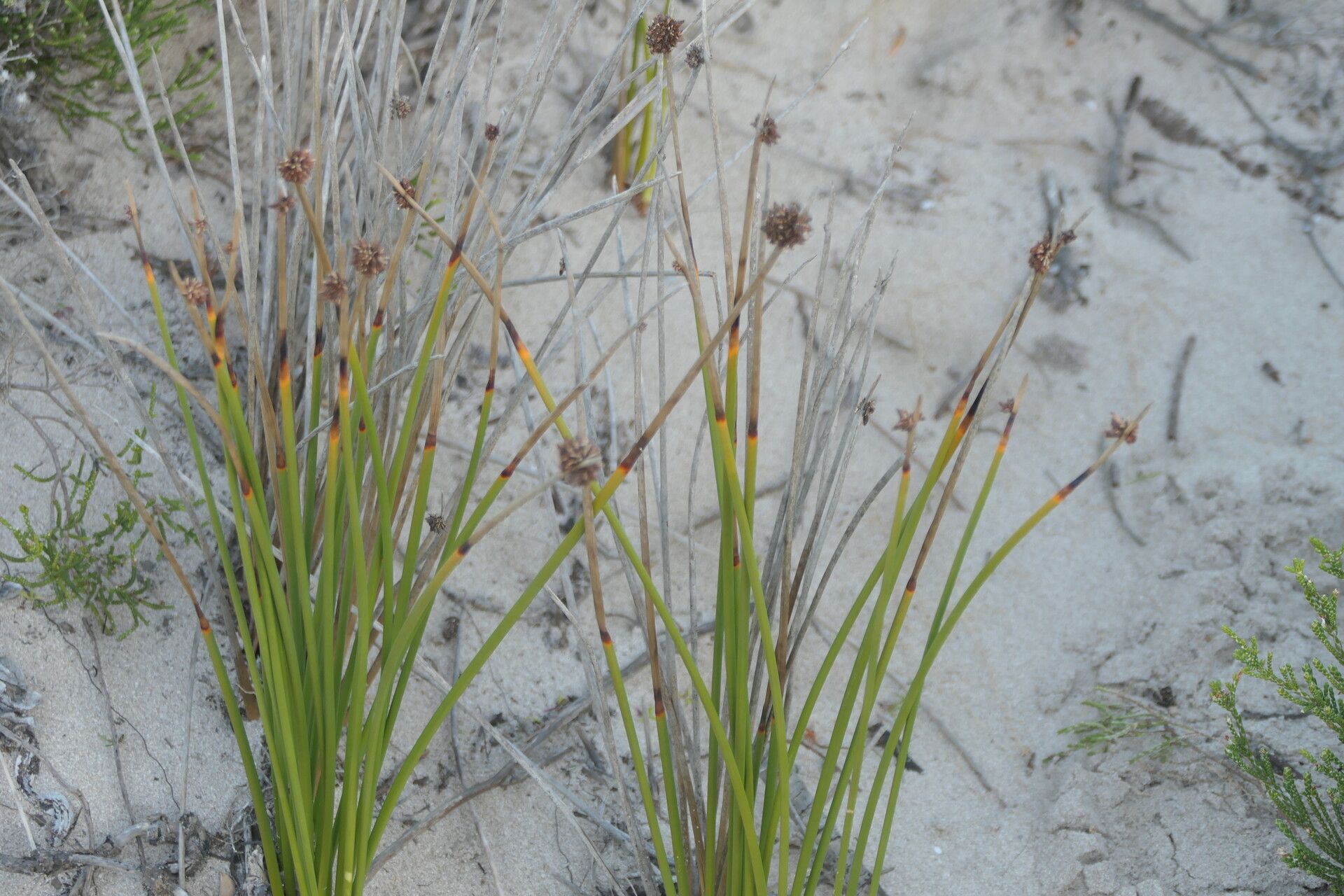 Ficinia nodosa habit