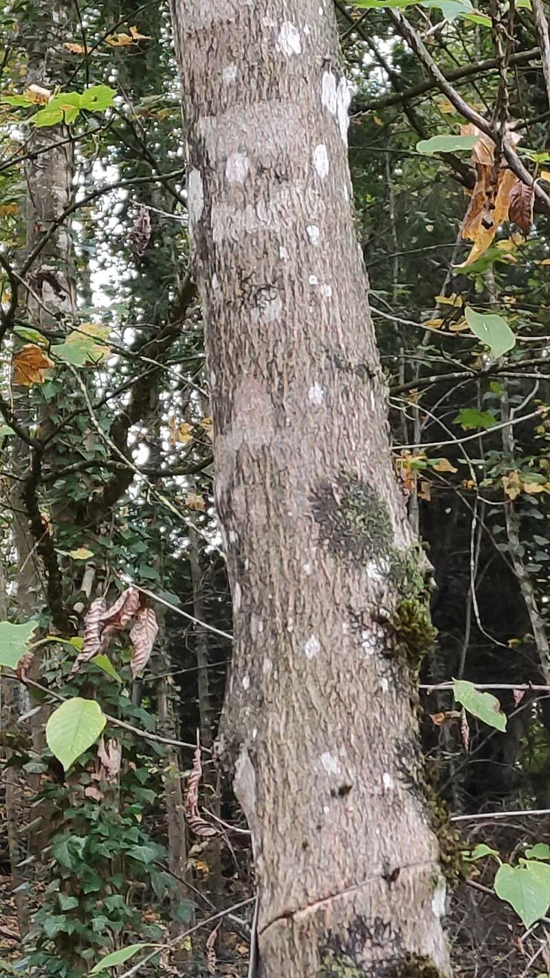 Celtis jessoensis bark