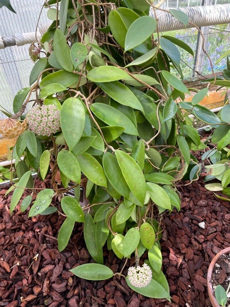 Hoya verticillata habit