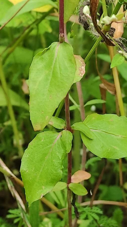 Clarkia unguiculata — search result for 'Onagraceae'