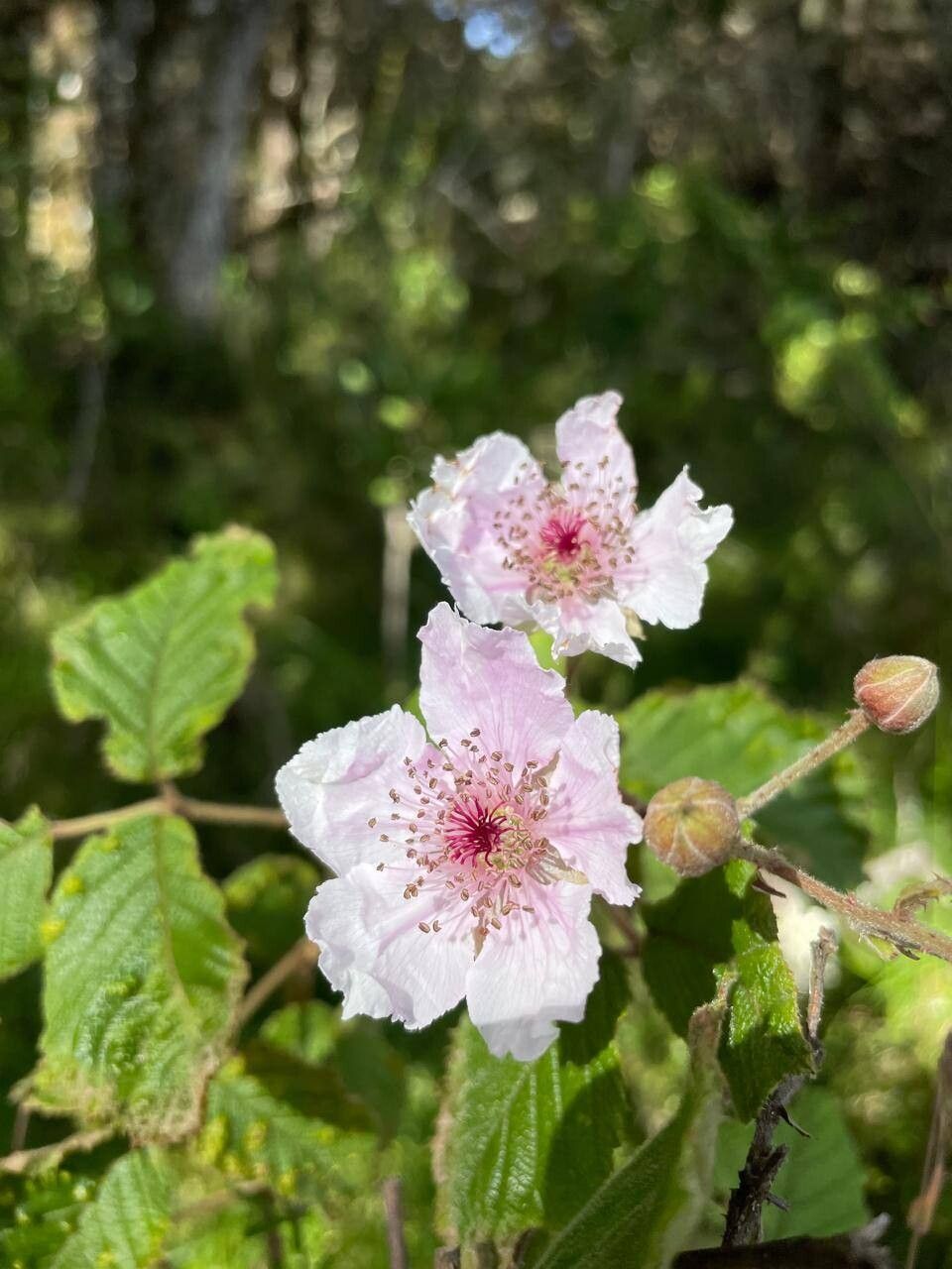 Rubus friesiorum flower
