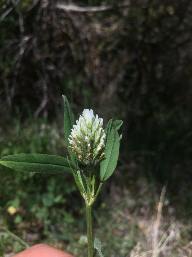 Trifolium squarrosum flower