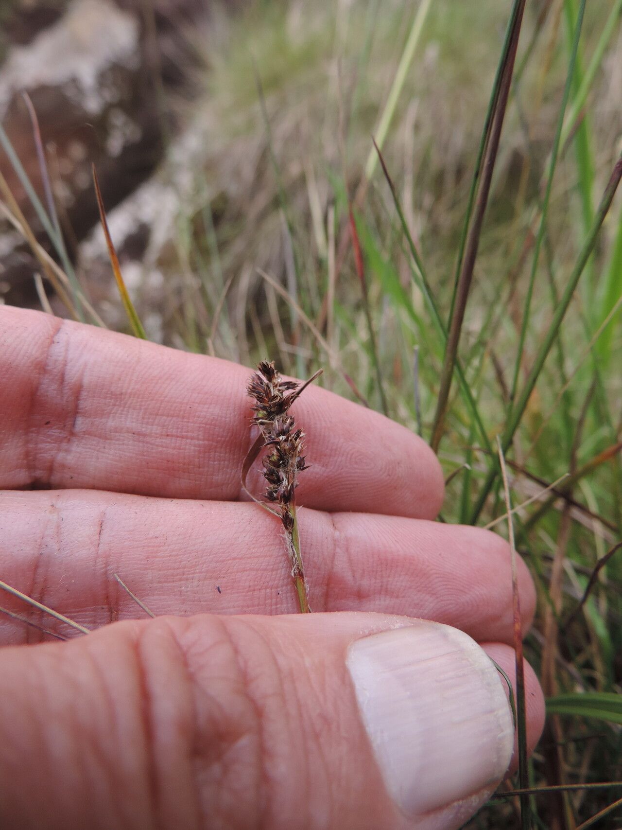 Carex conferta — houseplant care guide