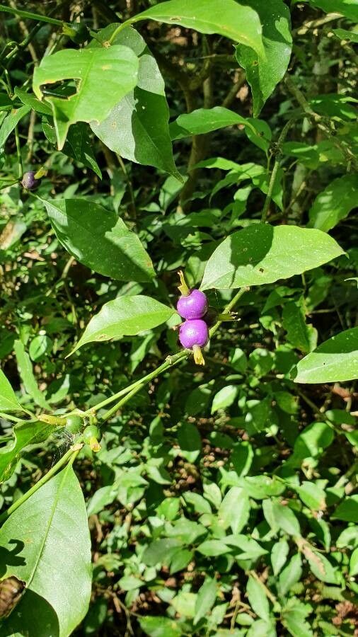 Psychotria brachiata fruit