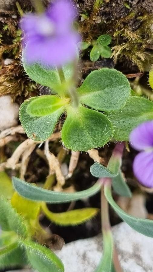 Veronica aphylla — houseplant care guide