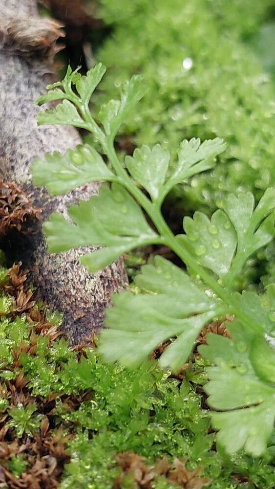 Davallia embolostegia — search result for 'Davallia'