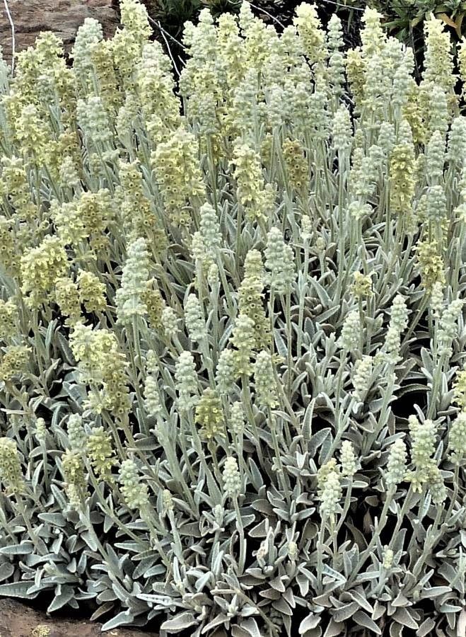 Sideritis dasygnaphala flower