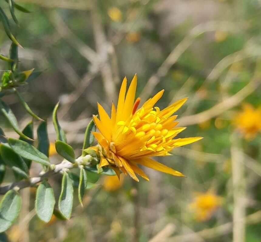Chuquiraga parviflora flower